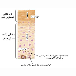 آناتومی پوست